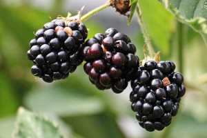 Blackberry-rubus fruticosus