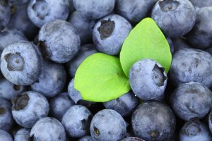 Blueberry–vaccinium mirtillus