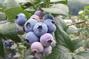 Blueberry–vaccinium mirtillus