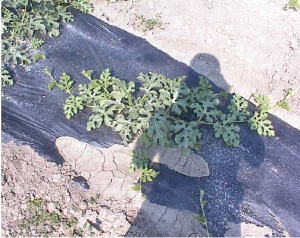 Слика 2 Лубеница не третирана со MEGAGREEN