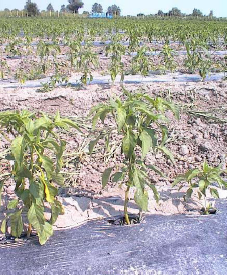 Figure 2 Pepper not treated with MEGAGREEN