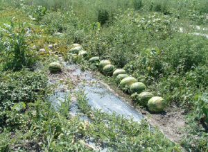 Figure 2 Watermelon not treated with MEGAGREN